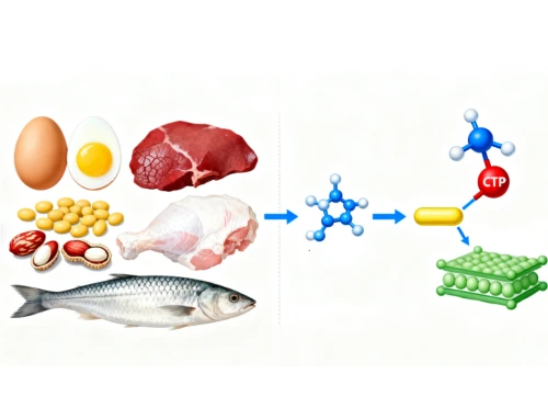 Synthesize Choline Synthesize Choline